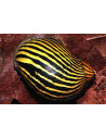 Escargot zébré Filopaludina (Filopaludina sp. Zebra) 1-1,5cm Wild