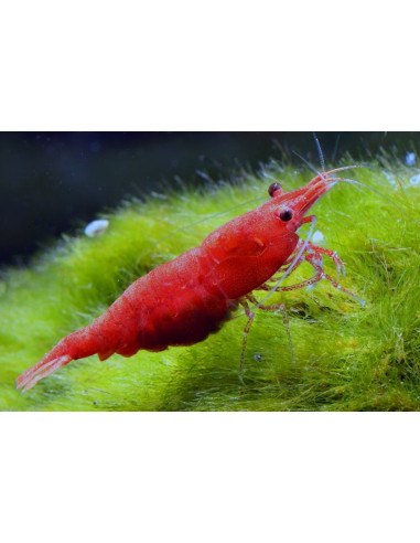 Caridina Sp. Fire Red 1,2-1,5cm