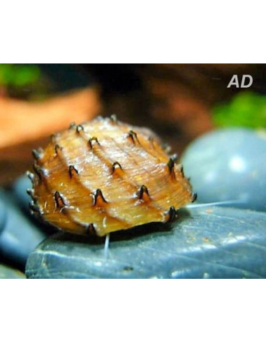 Neritina Juttingae 1-1,5cm Wild