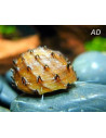 Neritina Juttingae 1-1,5cm Wild