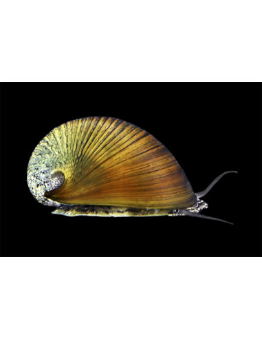 Neritina Pulligera 1-1,5cm Wild