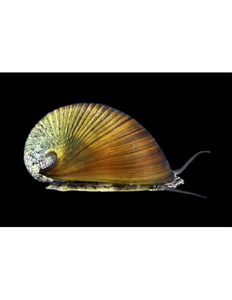 Neritina Pulligera 1-1,5cm Wild