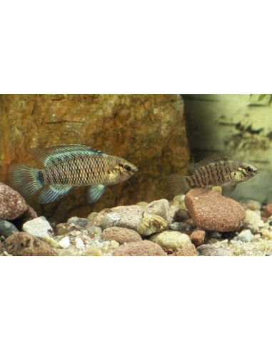 Badis Badis 2-2,5cm