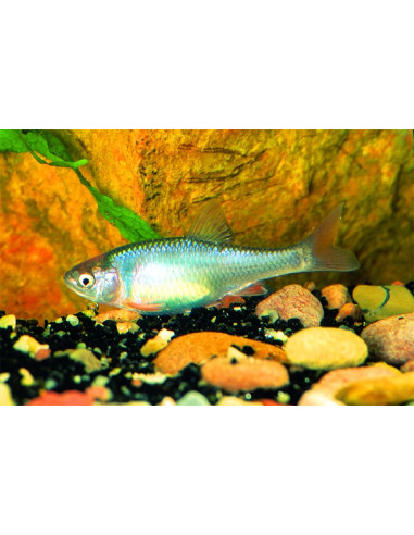 Notropis Lutrensis 4cm