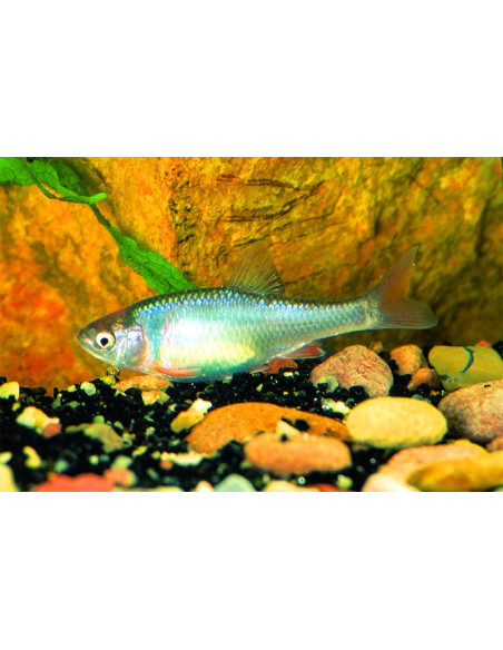 Notropis Lutrensis 4cm