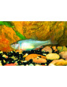 Notropis Lutrensis 4cm