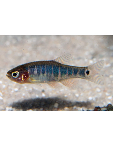 Rasbora Emerald (Celestichthys erythromicron) 1-1,5cm Wild