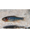 Danio émeraude  (Celestichthys erythromicron)  1-1,5cm