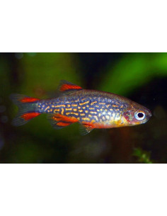 Celestichthys Margaritatus 1,5-2cm