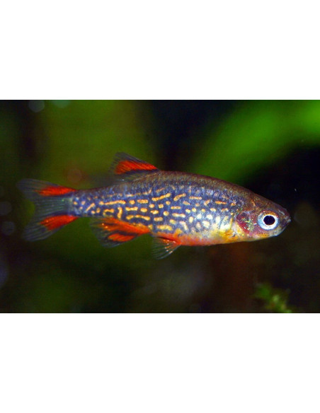 Celestichthys Margaritatus 1,5-2cm