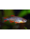 Celestichthys Margaritatus 1,5-2cm