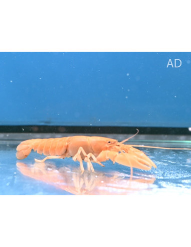 Cherax Sp. Orange 5-7cm Wild