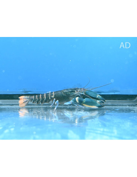 Écrevisse Boesemani Blue Moon tricolore (Cherax sp. boesemani "Tricolor Blue Moon Crayfish") 5-7cm Wild