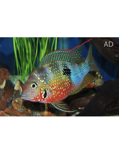 Thorichthys Ellioti 3,5-4cm