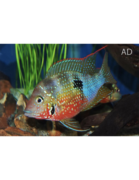 Thorichthys Ellioti 3,5-4cm