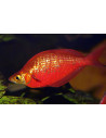 Glossolepis Incisus 5-6cm