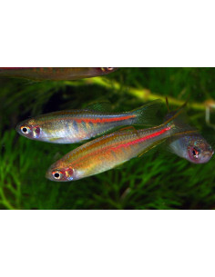 Danio Choprai 2-2,5cm Wild