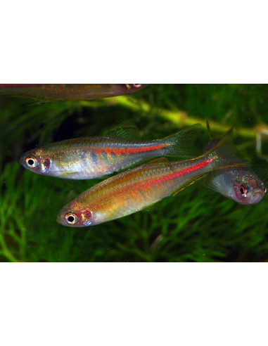 Danio Choprai 2-2,5cm Wild
