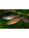 Danio Choprai 2-2,5cm Wild