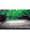 Polypterus Senegalus  12-15cm
