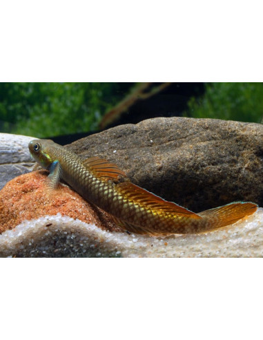 Gobie Stiphodon ornatus (Stiphodon ornatus) 4-5cm Wild