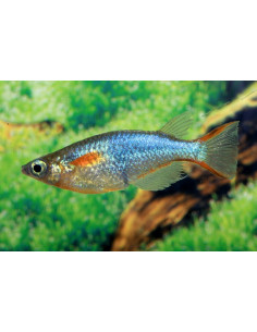Oryzias Woworae 1,7-2,2cm