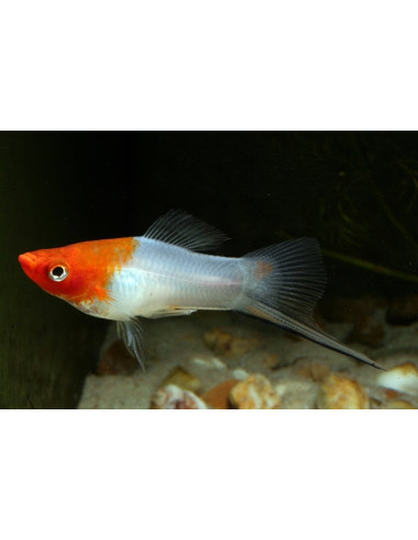 Xipho Koi Kohaku (Xiphophorus hellerii Koi Kohaku) 4-5cm