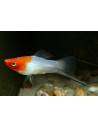 Xipho Koi Kohaku (Xiphophorus hellerii Koi Kohaku) 4-5cm