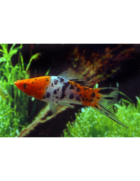 Xipho Koi Tricolor (Xiphophorus hellerii Koi Tricolor) 4-4,5cm
