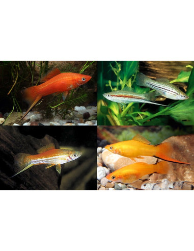 Xiphophorus Hellerii Mix 6-7cm