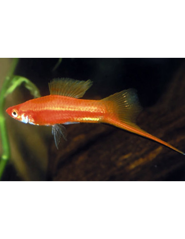 Xipho Red (Xiphophorus hellerii Red) 4-5cm