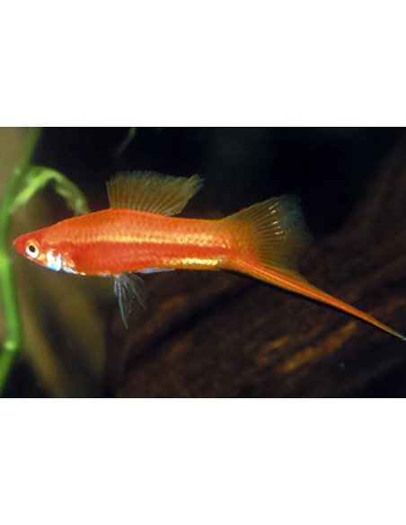 Xipho Red (Xiphophorus hellerii Red) 4-5cm