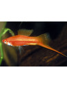 Xipho Red (Xiphophorus hellerii Red) 4-5cm