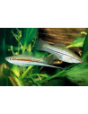 Xipho Green (Xiphophorus hellerii Green) 4-5cm