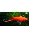 Xiphophorus Hellerii Red Velvet 4-5cm