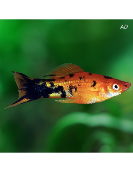 Xipho Marble (Xiphophorus hellerii Marble) 4-5cm