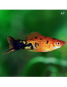 Xipho Marble (Xiphophorus hellerii Marble) 4-5cm