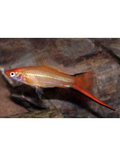 Xiphophorus Hellerii Pineapple 4-5cm