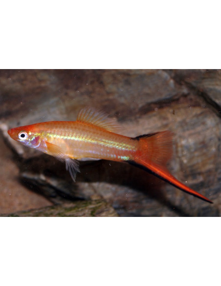 Xipho Pineapple (Xiphophorus hellerii Pineapple) 4-5cm