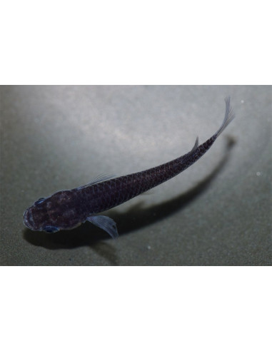 Oryzias Latipes Black Dragon 2,7-3cm