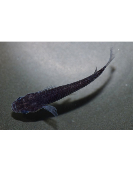 Oryzias Latipes Black Dragon 2,7-3cm