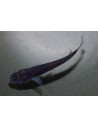 Oryzias Latipes Black Dragon 2,7-3cm