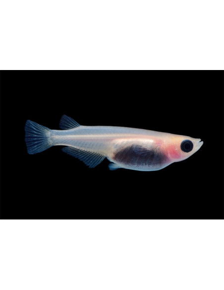 Médaka Panda (Oryzias latipes Panda) 2,7-3cm