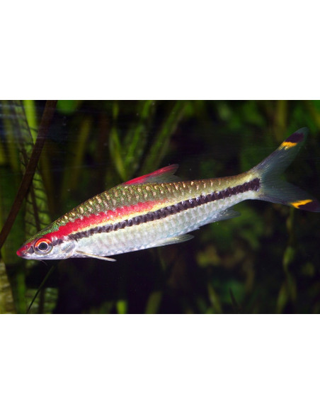 Barbus crayon (Sahyadria denisonii) 3-4cm