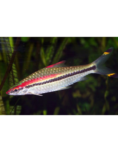 Barbus Denisonii (Sahyadria denisonii) 5-6cm