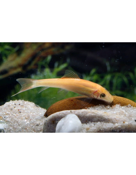 Mangeur dalgues doré (Gyrinocheilus aymonieri Gold) 4-4,5cm