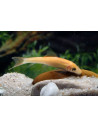 Mangeur dalgues doré (Gyrinocheilus aymonieri Gold) 4-4,5cm