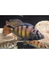 Haplochromis Migori CH44 (Haplochromis Migori CH 44) 4-5cm