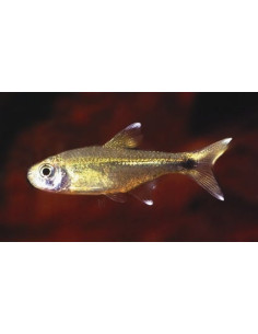 Tétra cuivre Hasemania (Hasemania nana) 2-2,5cm