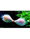 Gourami baiser Pink Balloon (Helostoma temminckii Pink Balloon) 2-2,5cm